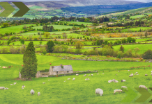 Ireland Has Lost Almost All of its Native Forests – Here’s How to Bring Them Back