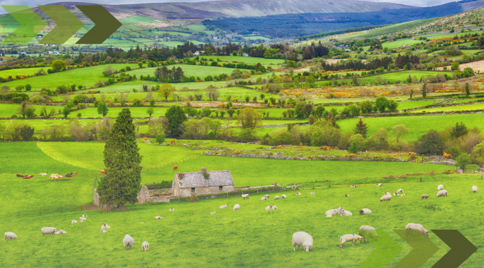 Ireland Has Lost Almost All of its Native Forests – Here’s How to Bring Them Back