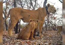 Sighting of West African Lion Cubs Sparks Hope for the Critically Endangered Species in Senegal