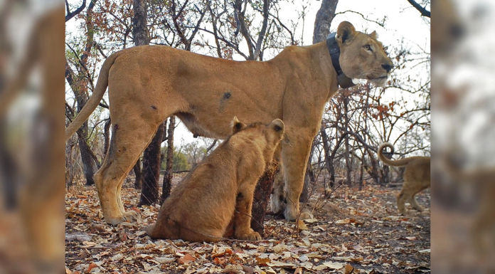 Sighting of West African Lion Cubs Sparks Hope for the Critically Endangered Species in Senegal