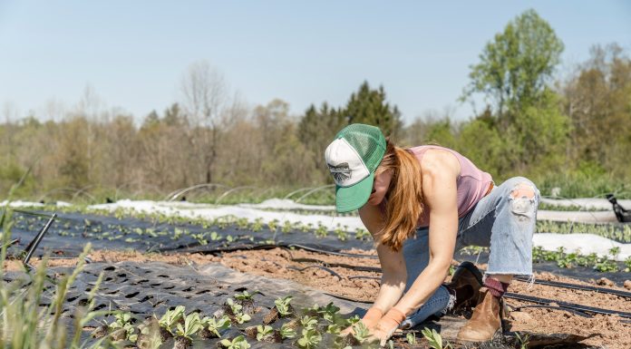 7 Ways to Accelerate the Transition to Sustainable Agriculture