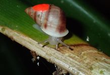 Rewilding: Extinct Snails Return to Polynesian Island After 30 Years in Largest Wildlife Reintroduction Ever