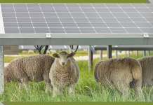 How Shading Crops with Solar Panels Can Improve Farming, Lower Food Costs and Reduce Emissions