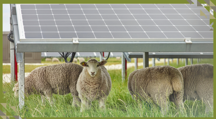 How Shading Crops with Solar Panels Can Improve Farming, Lower Food Costs and Reduce Emissions