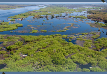 Florida Has Brought This Dying River Back to Life – Here’s How its Biodiversity Bounced Back