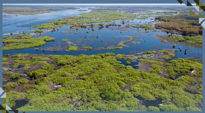 Florida Has Brought This Dying River Back to Life – Here’s How its Biodiversity Bounced Back