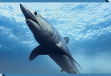 Brazil Authorities Seize Nearly 29 Tons of Shark Fins in Record Bust