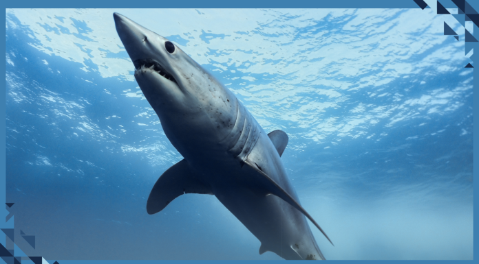 Brazil Authorities Seize Nearly 29 Tons of Shark Fins in Record Bust