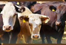 Bezos Earth Fund Announces New $57 Million Grant Program to Tackle Climate Change and Enhance Food Security