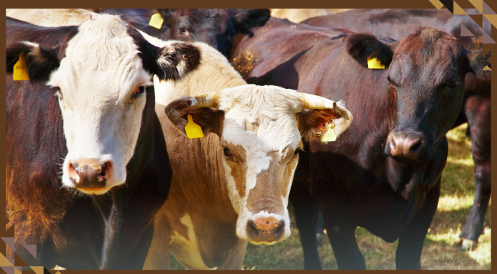 Bezos Earth Fund Announces New $57 Million Grant Program to Tackle Climate Change and Enhance Food Security