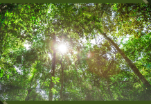 How a Nature-Forward Global Economy Can Tackle Both Instability and Inequality