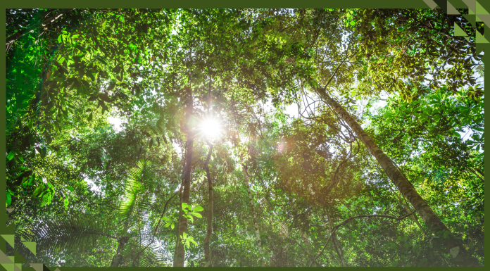 How a Nature-Forward Global Economy Can Tackle Both Instability and Inequality