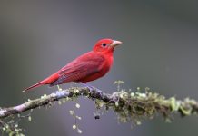 Cocopah Tribe Works to Restore Vital Colorado River Habitat and Preserve Cultural Traditions for Future Generations