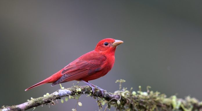 Cocopah Tribe Works to Restore Vital Colorado River Habitat and Preserve Cultural Traditions for Future Generations