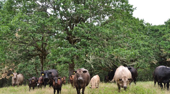New U.S. agroforestry project will pay farmers to expand ‘climate-smart’ acres