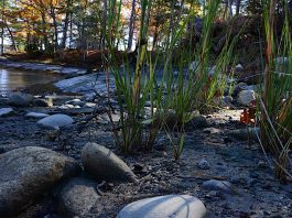 Living Shorelines: An Innovative, Natural Approach to Rising Seas