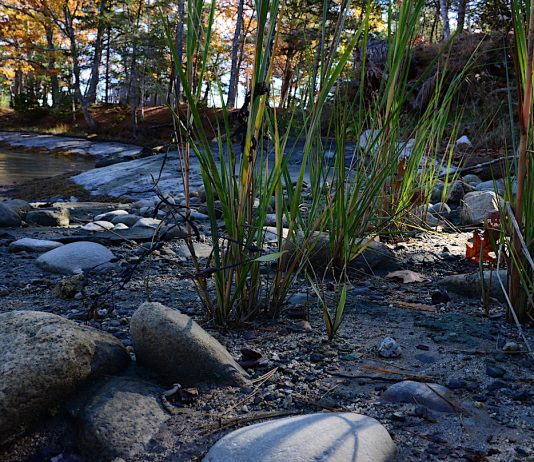 Living Shorelines: An Innovative, Natural Approach to Rising Seas