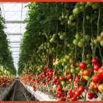 Feeding Eight Billion Sustainably: The Emerging Era of Living Within Nature’s Limits