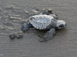 Conservation Win: Olive Ridley Turtles See Record 53% Egg Increase in Bangladesh