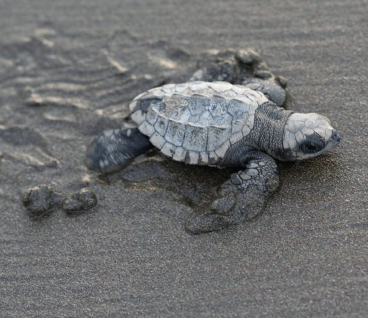 Conservation Win: Olive Ridley Turtles See Record 53% Egg Increase in Bangladesh