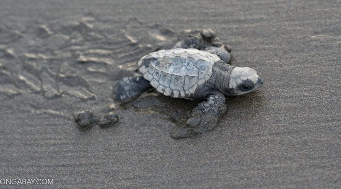 Conservation Win: Olive Ridley Turtles See Record 53% Egg Increase in Bangladesh