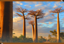 Madagascar’s Ancient Baobab Forests are Being Restored by Communities – With a Little Help from AI