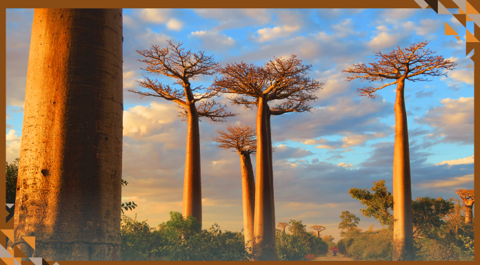 Madagascar’s Ancient Baobab Forests are Being Restored by Communities – With a Little Help from AI