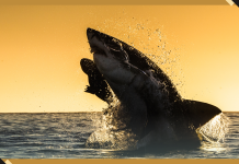 ‘Jaws’ Portrayed Sharks as Monsters 50 Years Ago, but it also Inspired a Generation of Shark Scientists