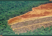 Amazon Deforestation Cut by 83% in Places Protected by Indigenous Communities – New Research