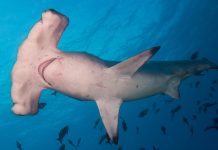 How Costa Rica Made its Seas Work for Fishermen and for Sharks