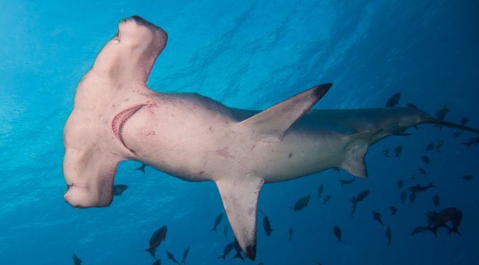How Costa Rica Made its Seas Work for Fishermen and for Sharks
