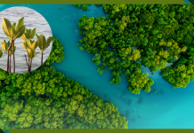 How Colombia’s Mangrove Stewards are Pioneering a Climate and Nature-Positive Approach