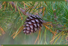 Foundation Pays Georgia Farmers to Grow Trees on Former Croplands