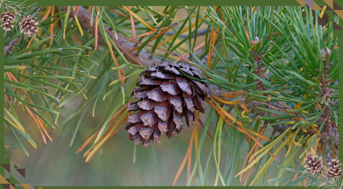 Foundation Pays Georgia Farmers to Grow Trees on Former Croplands
