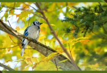 Want to Build Healthier Cities? Make Room for Bird and Tree Diversity