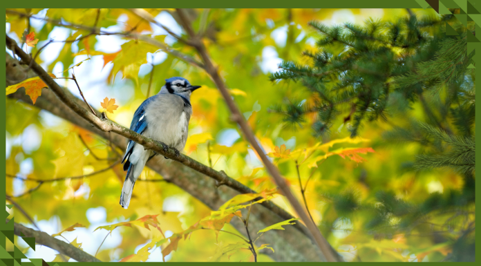 Want to Build Healthier Cities? Make Room for Bird and Tree Diversity
