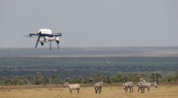 How Biologists and Technologists are Teaming Up to Improve Wildlife Conservation