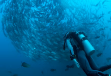 A Small Mexican Town Rallied to Revive its Overfished Coral Reef. Here’s How