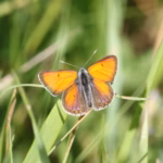 How this Swedish Tech Company is Protecting Nature in Cities