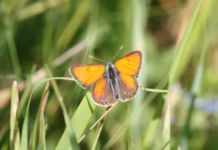 How this Swedish Tech Company is Protecting Nature in Cities