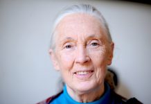 ‘Only If We Help Shall All Be Saved’: Jane Goodall Showed We Can All Be Part of the Solution