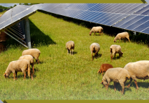 How One Rancher Beat Drought, Debt, and Low Cotton Prices