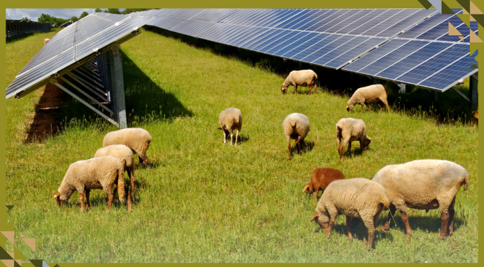 How One Rancher Beat Drought, Debt, and Low Cotton Prices