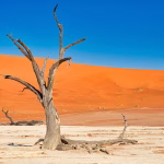 How Healthy Soil and Land Creates Solid Ground for Global Resilience