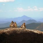 Mozambique’s ‘Butterfly Forest’ Gains New Protection