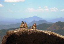 Mozambique’s ‘Butterfly Forest’ Gains New Protection