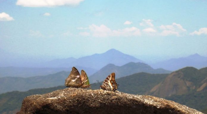 Mozambique’s ‘Butterfly Forest’ Gains New Protection