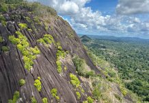 This South American Nation Pledged to Protect 90% of its Forests