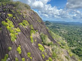 This South American Nation Pledged to Protect 90% of its Forests
