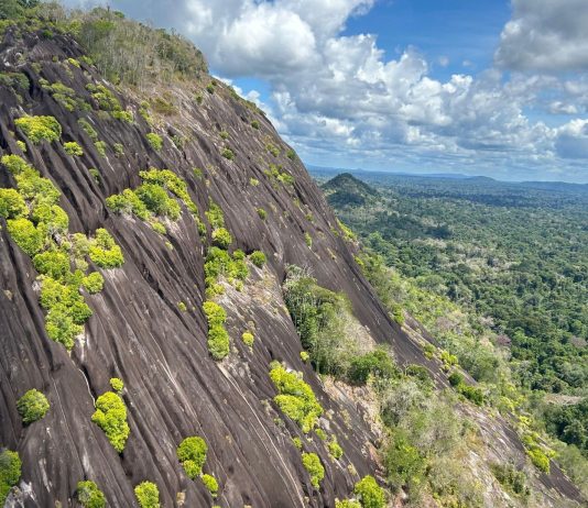 This South American Nation Pledged to Protect 90% of its Forests